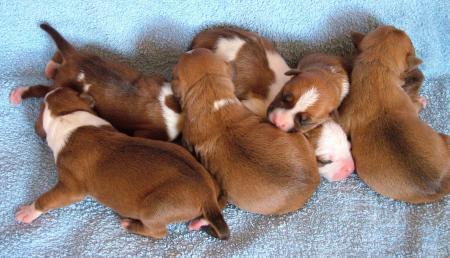 Portée de Chiens  AMERICAINS STAFF  -  Beau n'est ce pas?
