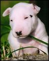Beau  chien   Staff  Américain     BLANC