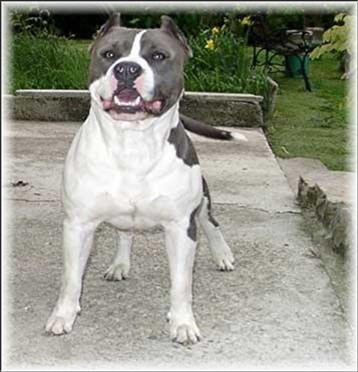 Beau  chien   Américain  Staff
