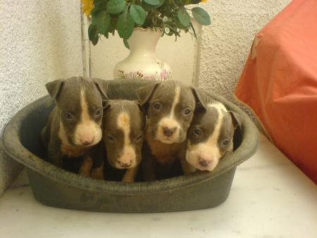 Portée de Chiens -  Tout  Mignons