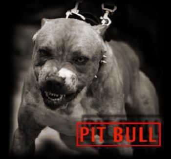 PIT BULL: je sais c'est une race de chien, qui est un peu plus hard, que les autres chiens, dison dns la catégorie  que l'on dit Chiens dangereux, certes, ça peut!celui-là c'est vrai n&