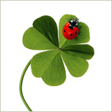 Petit  porte bonheur : un joli trèfle  vert   et  jolie coccinelle !!!