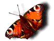 Joli papillon  rouge noir blanc; qui tourne virevolte, joli sympa ;  j'aime beaucoup papillons animaux et la nature !  bonne soirée !  dns la détente !  BONNE NUIT      marie-andrée   Bizzzz