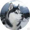 BEAU Chien loup blanc noir beau museau;beau regard de Chien;et la montagne derrière;la neige ; reve imagination poésie nature air pur; tout ça , ça fait rever, et on est mieux qu'EN VILLE enfin