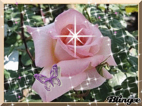 Rose toute rose blanc bien épanouie,étoile centrale brille, plein de ptites étoiles scintillantes, avc joli papillon coloré, et fond de verdure; image ns amenant la sérénité le calme la joie la paix  