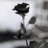 Original : rose  noire ; photo  noir et blanc , mais qui  A Son Charme, ;  Charme et  Beauté  aussi   des  vues  photos en Noir  et  Blancs  que ce soit en Nature, Paysages, ou films, vues, sites hist