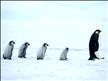 Neige glace;  images polaires;  blancheur belle ; vastes paysages cmme l'Artique  le Grand Nord   le haut du Canada ; l'Alaska ;  on dirait  pingouins; c'est joli, tout simple , mais sy