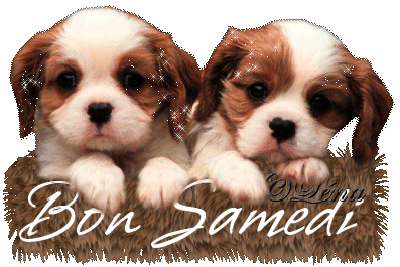 2 petits chiens tout mimi, blanc crème clair,marron noir, belles têtes, bougeant de la tête, Nous Souhaitant  à Nous Ts Ttes   BON SAMEDI; sur tapis;où ils sont biens!!  Brillent étoiles !!!   Que les