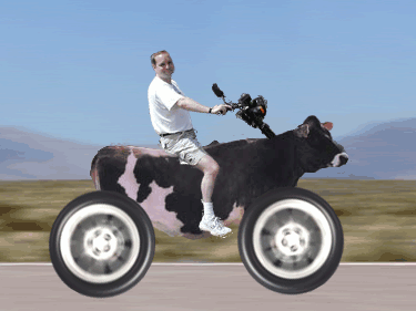 Humour: une vache comme Une moto roule roule ; et un homme a l'air de bien s'amuser  de s