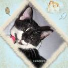 Chat adorable  noir  avec  le cou et le visage à moitié Blanc ; Joli regard ; Il est mimi -  J'aime beaucoup les chats !!!
