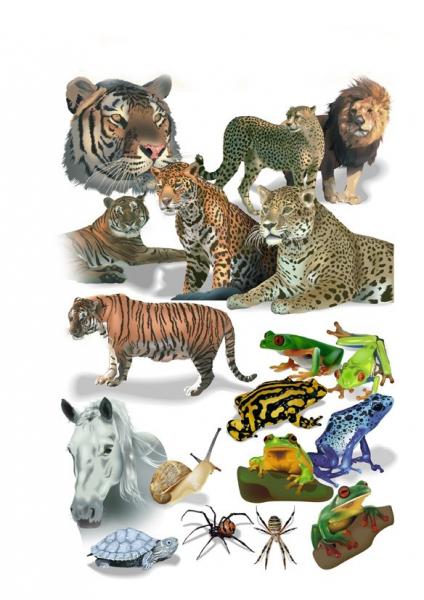 Beaux animaux:Cheval tortue araignées;escargot crapauds; ani sauvages:tigres léopards safari ; lions beaux; Image superbe ; ça fait penser surtout les anim sauvages: à SIGEAN HERAULT  Amitiés Bisous à