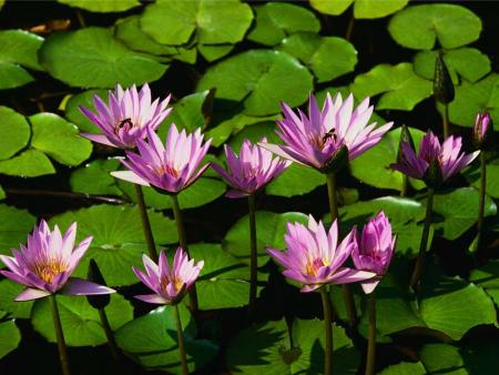 Tapis  de beaux Nénuphars Rose Prune;avec leurs tiges et belles feuillles un peu larges, d'un beau vert, et reflet du soleil, ombres; Joli photo:; beauté du Regard ;  beauté de la nature, de l�