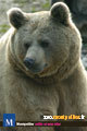 les animaux: une de mes passions: cet ours beau  et  pensif ;  il y en a dns le s zoos ! mais dns les montagnes aussi, les pays espaces froids , cmme les hauteurs enneigées ; l'Alaska les pays gl