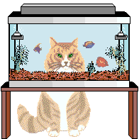 humour un  chat en partie:regarde a trav:aquarium tient compagnie à ses Amis Les Poissons!!