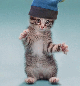 Petit chat mimi  danse danse !! sa casquette sr sa tête, plutot amusant !! rigolo !!