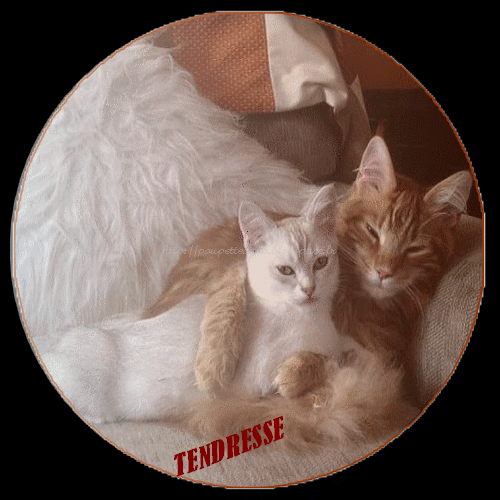 Chat plus âgé prend chaton dans ses bras;ils vs envoient TENDRESSE