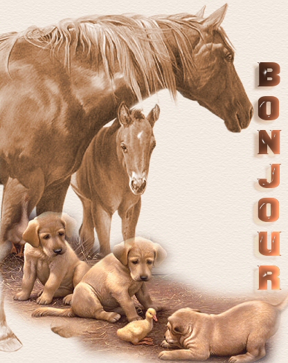 Chevaux,Chiens un ptit canard:mimi:  viennent  Nous Dire  BONJOUR !!