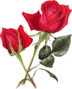 Roses Rouges superbes,belle verdure qui  donne joie  paix  amour  positivité  ; je vs Offre ces Roses  avc  Plaisir Amitié Sincère Amour amical sincère et Joie Détente pr Passer Un Agréable Dimanche 