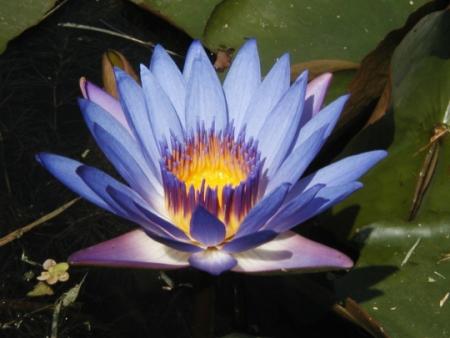 belle fleur superbe:oui c'est un BEAU LOTUS BLEU MAUVE ROSE JAUNE!!