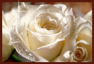 Splendide Rose Blanche brille de mille Etoiles !!!