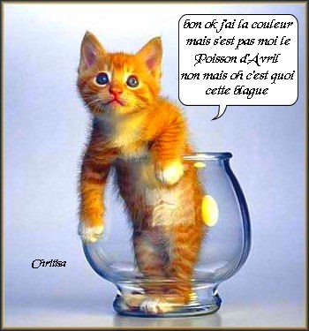 humour:  chat adorable  dans un  bocal,  et qui  parle !!!!  mimi!!!