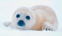neige pays nordiques le froid les animaux:ces régions polaires:ce bel ours blanc!