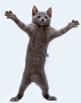 Humour: image amusante avc ce Chat qui danse, s'en donne à coeur joie!!!
