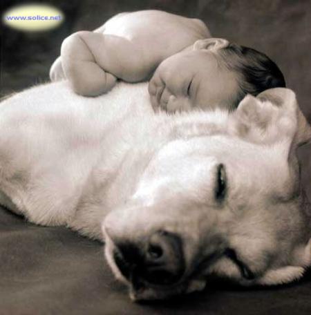 Peti enfant dort  sr son beau chien: image  tendre 