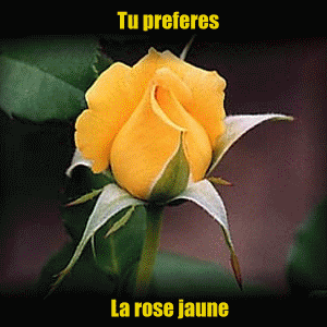 Rose belle:Joli Diaporama roses changeant couleur amitié amour tendresse joie!!