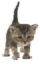 petit chat:avance remue sa patte!!mignon  ctte image  mimi