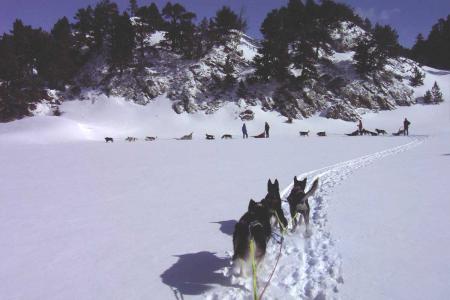 Montagne arbres Neiges;chiens Sport neige ski luge;chiens traineau JOLI paisible calmeressource!!