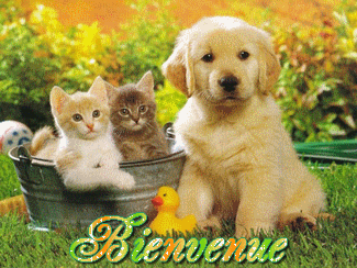 ChienChats ns disent BIENVENUE:colorée ctte photo:mimi!!