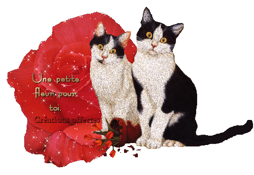2 beaux chats noirs blancs/vs offrent cette rose Rouge suberbe!!  POUR TOI