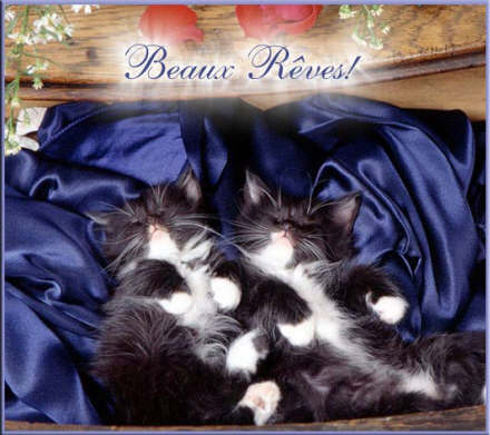 2 Beaux petit chatons sr beau drap satin bleu dorment,sont bien ts deuix ns Souhaitent BEAUX REVES DOUCE NUIT BONSOIR rs ttes 