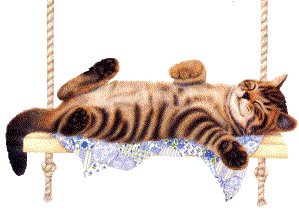 Chat mimi humour ; il fait 
