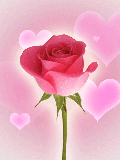 Bell rose,rose rouge,coeurs bougent;simple et joli amène paix amour Lumière joie dns coeur esprit Ame !!