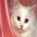 Mimi ce Chat blanc ns regard sympathie ns accueille dns son esprit de Chatderrièr beau rideau Rose Satin  blanc beau pelage