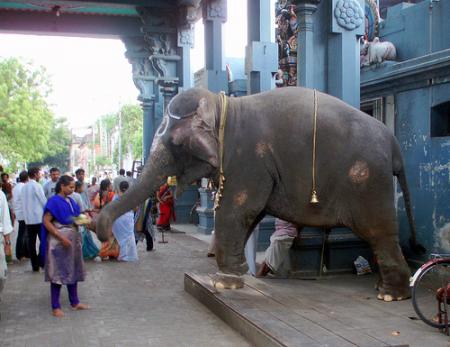 Bel éléphant:dans rue Ville en Indepays qui m'attir fortéléphant animal très vénéréj'aime la musique hindoue et ses habits !!