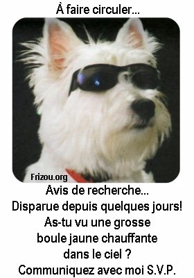chien cherche le soleil sns doute,lunet soleil:adorable mimi ce chien,HUMOUR avc sn Avis Recherche! j'aime bien et VOUS ?