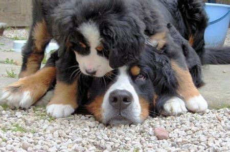 De beaux chiens Calins; belle race � complicit&eacute; amiti&eacute; ��