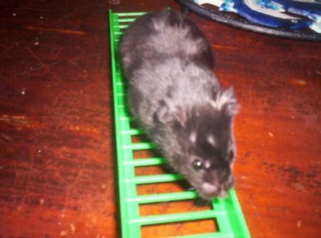 Bel hamster,gris sr son &eacute;chelle verte joue marche� mimi  cet hamster et agr&eacute;able &agrave; caresser !!!