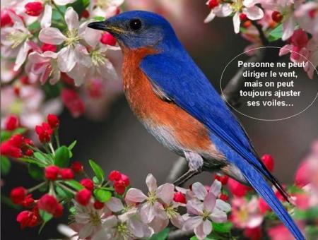 Canari superb coul diff&eacute;ren bleu blanc beig,fond fleuri�image positive d'ETE Bell phrase,oui on ne peu ps diriger Vent,mais ajuster ses voiles:sa Vie en voil&agrave; le Sens!!Beau et &agrave; r&eacute;fl&eacute;chir n'