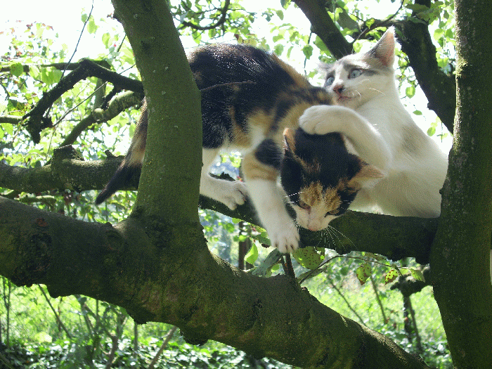Bonsoir  un peu de douceur complicit&eacute; entre ces deux beaux chats dans un arbre VERDURE for&ecirc;t � c'est mimi  et  apaisant et joyeux cme photo�j'aim beaucoup les chats Et Vous?   JOYEUSE SOIREE