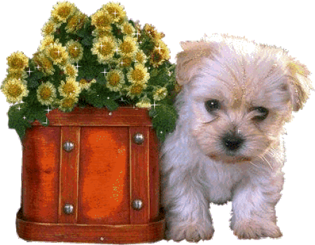 bEAU CHIEN blanc sympa bonne bouille blanc beau pelage�des fleurs dns une belle caisse bois fleurs jaune verdure blanc clair pr &eacute;gayer l'image�offrir ces fleurs &agrave; ce Chien super beau et mimi�� AG