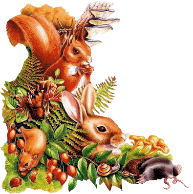 Bel image Ecureuils grands et Petits Fruits Verdure Escargot  tout simple et beau�Beaut&eacute; de la Nature  D'Actu en ce moment avc l'ETE les balades mer montagne for&ecirc;t oc&eacute;an aussi� je pense &agrave; Vo