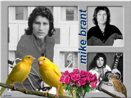 Un chanteur tjours dns mon coeur:Voix superbe belles chansons Mike Brant�joli photo ces canaris et ces roses�cela positive et donne un peu de joie et de chaleur dn le coeur�de l'Amour��  A  PLUS 
