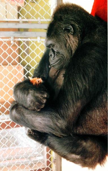 J'ai trouv&eacute; cett photo Mimi:ce singe pren dns ses bras ce pti chaton Amour Tendresse avc les Animaux: beau et joyeux cette photo��Si vs avez envie d'&eacute;crir,n'h&eacute;sitez ps &agrave; pousser port d 