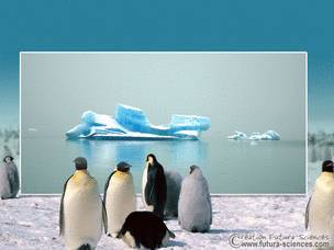 Beaux manchots sur plage de neige glace,sont bien air vraiment frais pur l&agrave;-bas ARCTIQUE ALASKA quelqu chos com &ccedil;a!!quelle chance!!belle image de mer,un bateau au loin� BONNE JOURNEE TS TTES  marie-an