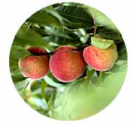 Tout simple mais encor sr les &eacute;tals de march&eacute;s les p&ecirc;ches ,encor fait plaisir &agrave; manger,il fait chaud!!com &ccedil;a, nature ou en gateau ou en jus de fruit,ou desserts!! vari&eacute;s les p&ecirc;ches blanches je les pr&eacute;