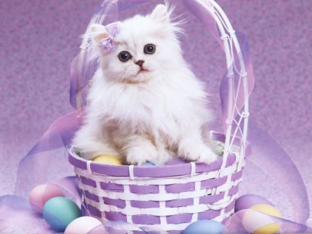UnPanierTress&eacute; BlancMauve,il y repose un Chat blanc pelage superbe�beaux yeux bleusGris�ns regard avc attention amiti&eacute; bont&eacute;�des oeufs autour du panier�des couleurs pr &eacute;gayer!!beau fond mauve blanc� A
